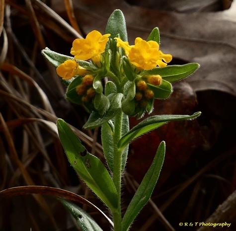 {Lithospermum canescens}